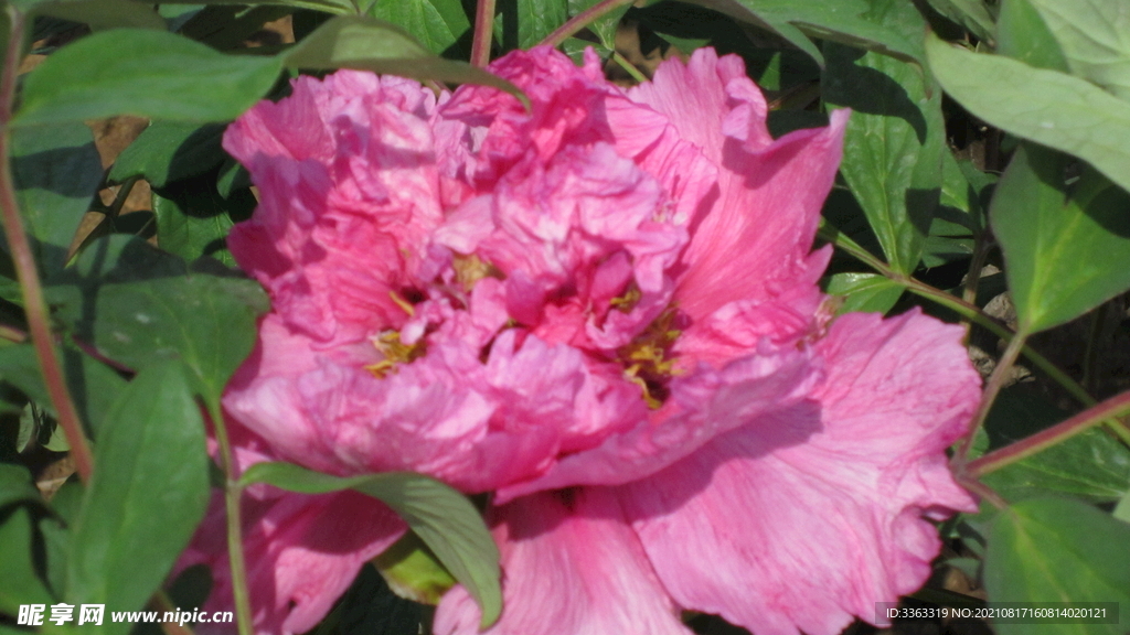 花