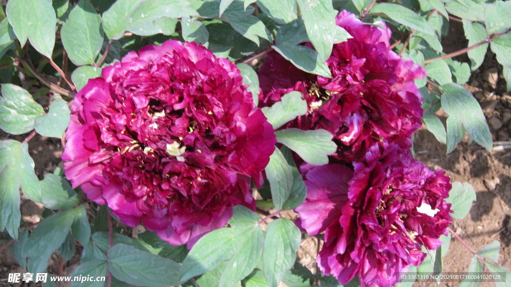 花