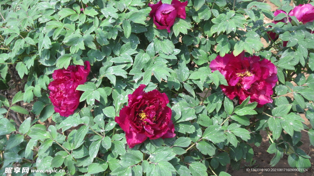 花