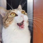 狂笑的猫