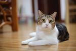 无所事事的猫