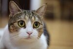 金色眼睛的猫
