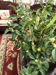 桂花