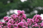 紫薇花海一