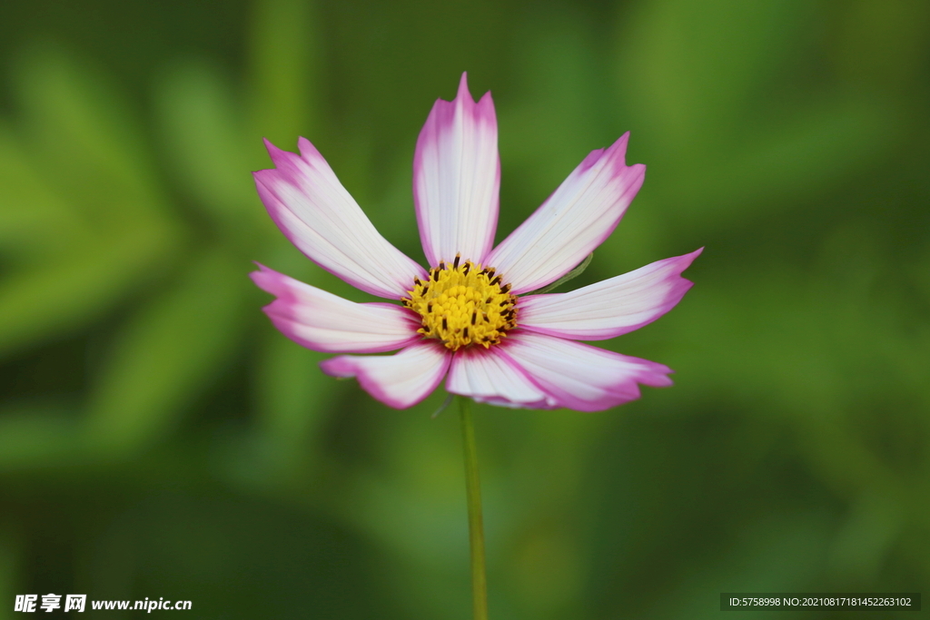 一朵格桑花