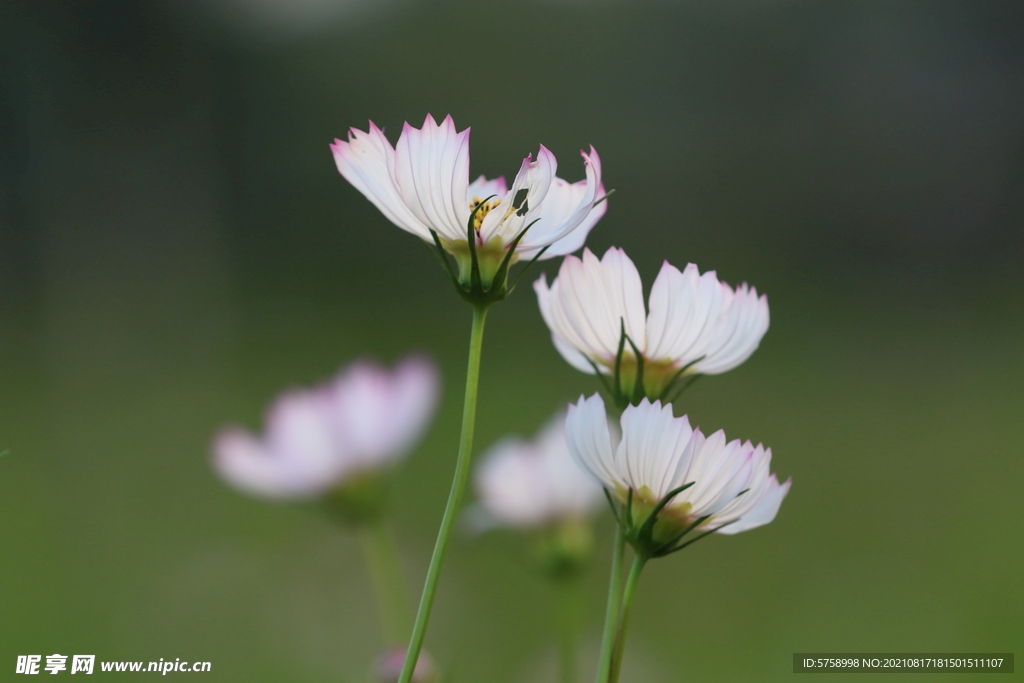 一株格桑花