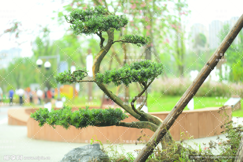 松树摄影