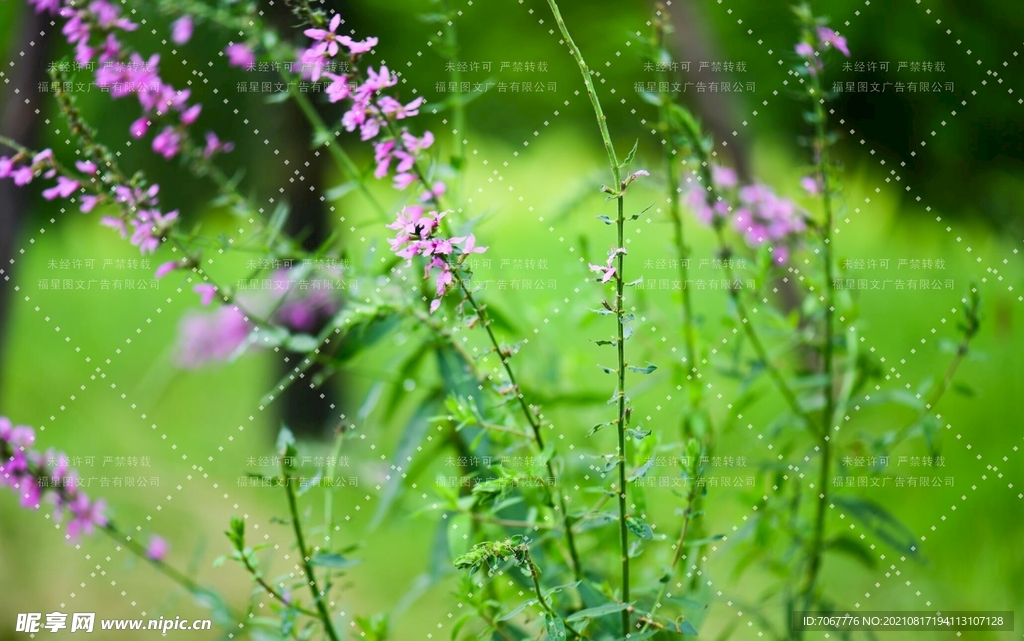 鲜花背景