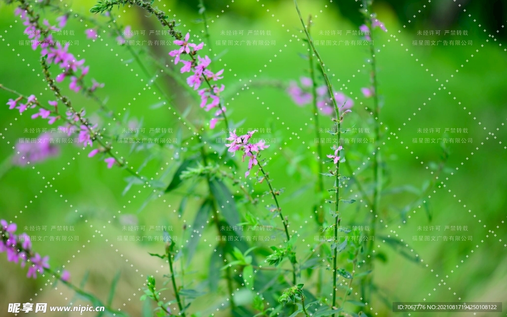 鲜花壁纸