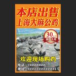 出售鸡海报