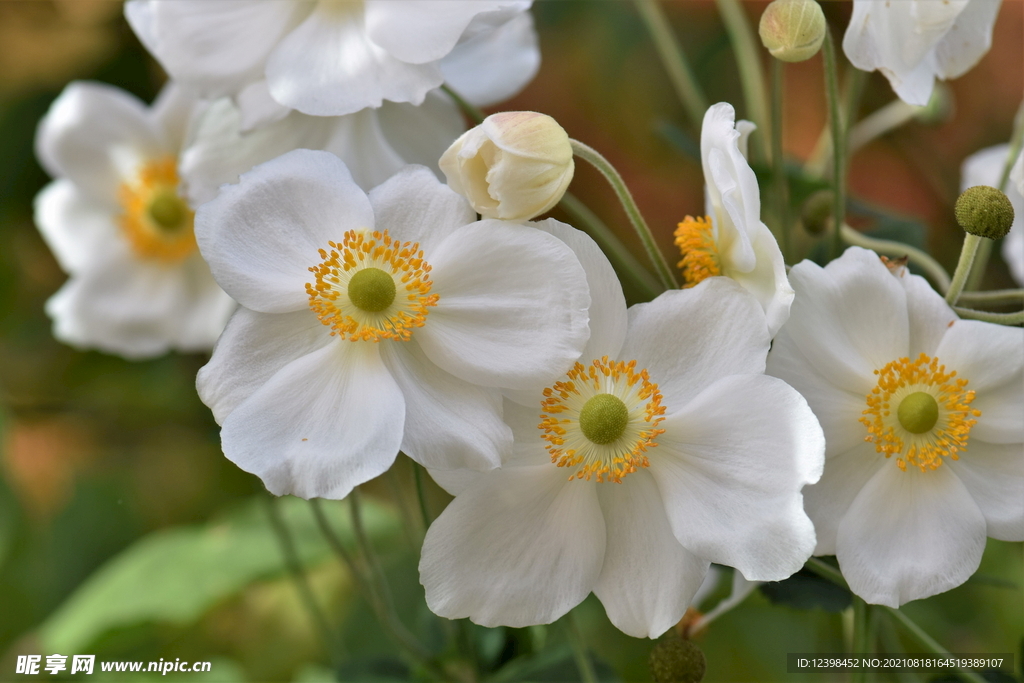白色的银莲花