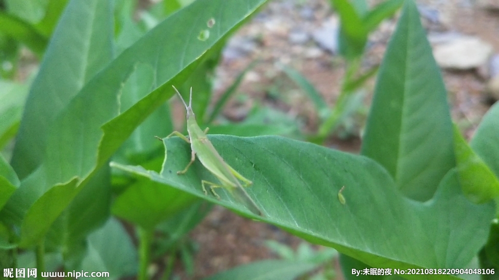 青蝗虫