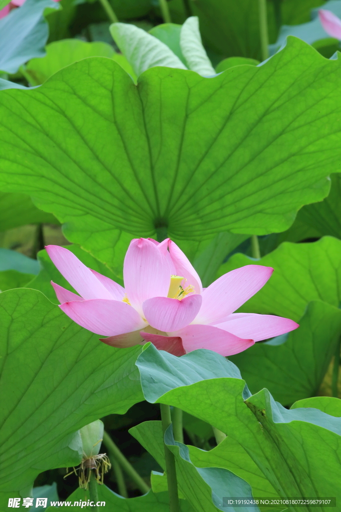 荷花 