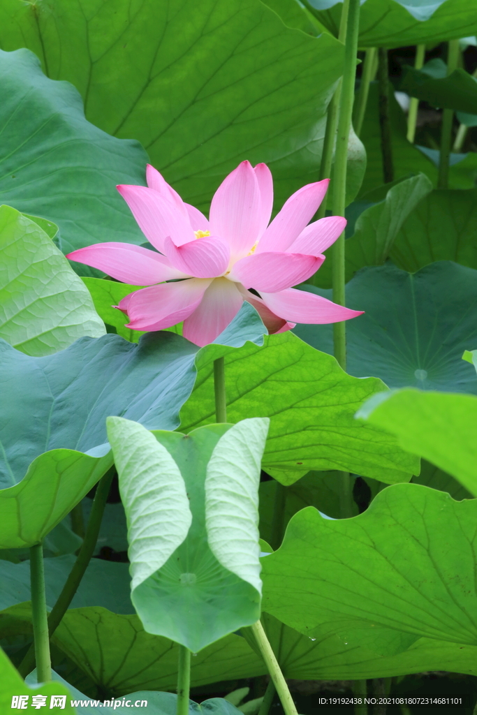 荷花 