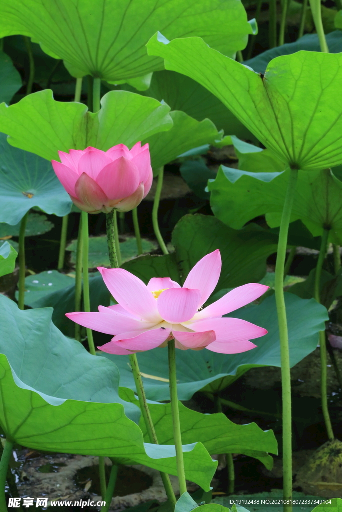 荷花 