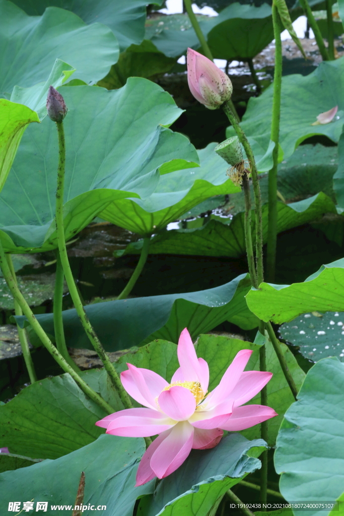 荷花 