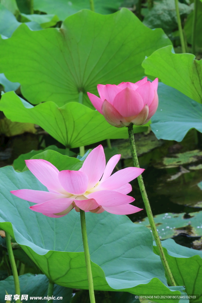 荷花 