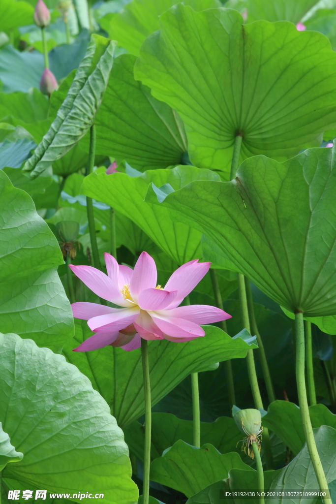 荷花