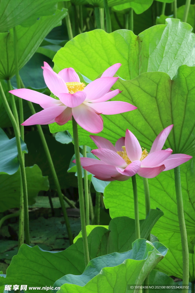 荷花 