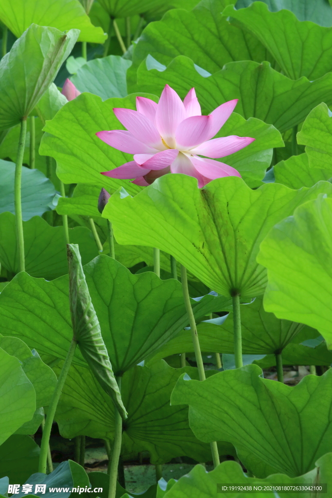 荷花 