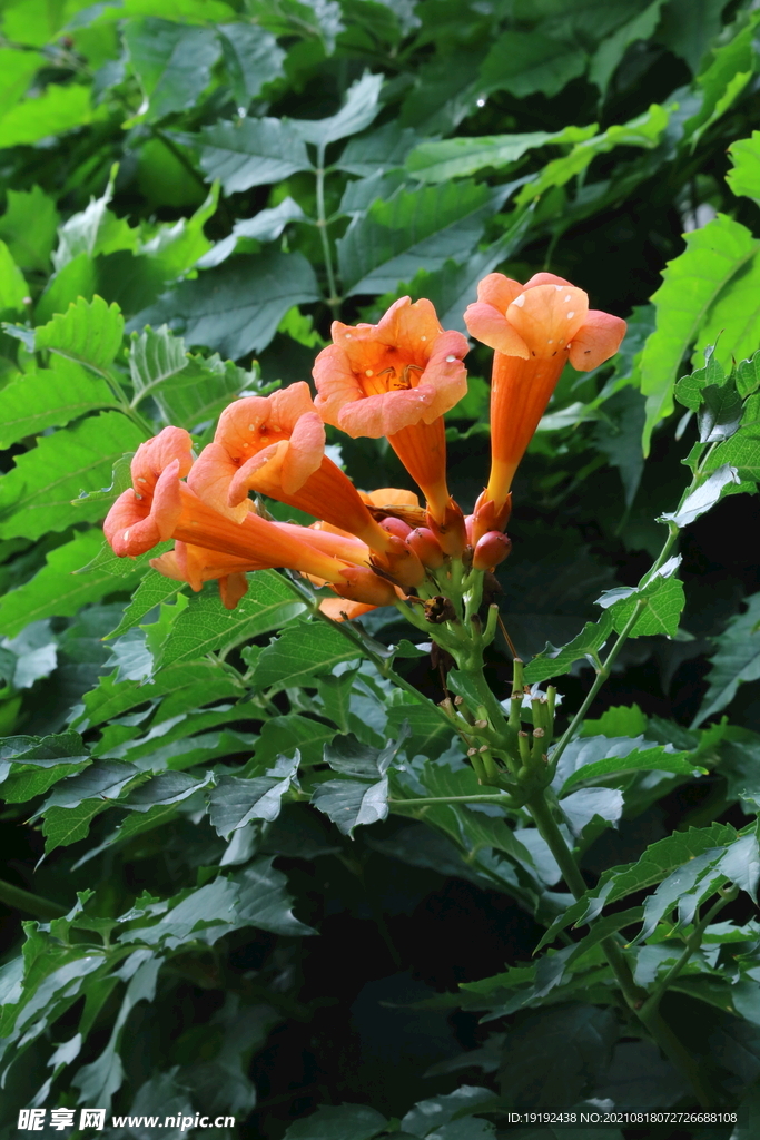 凌霄花 