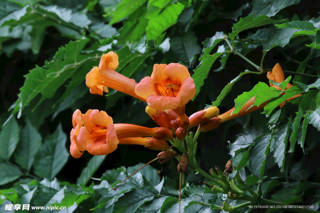 凌霄花 
