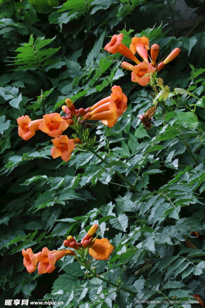 凌霄花