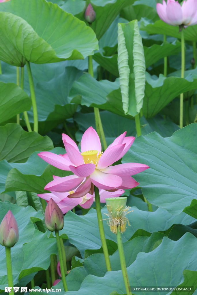 荷花
