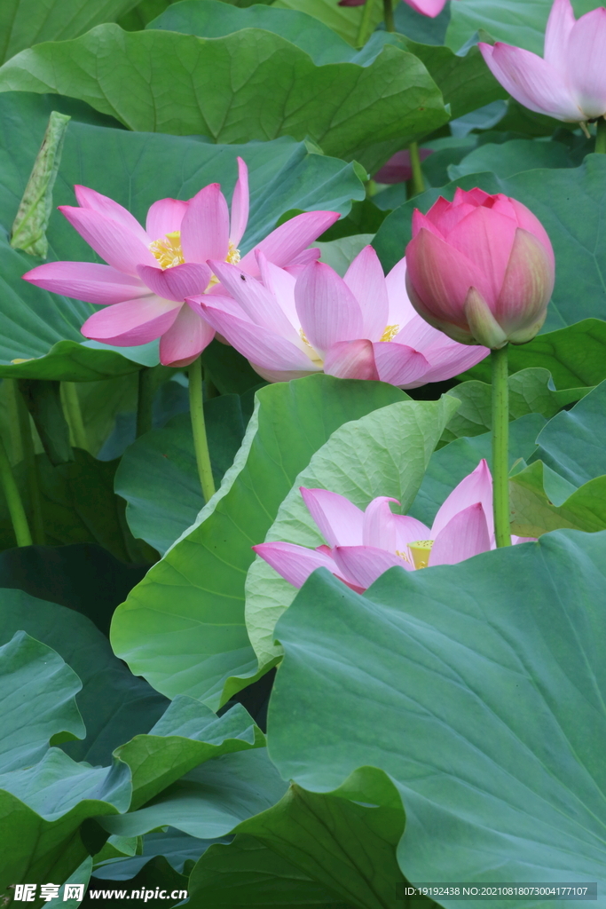 荷花 