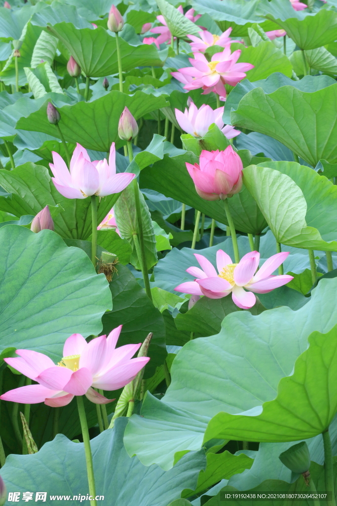荷花 