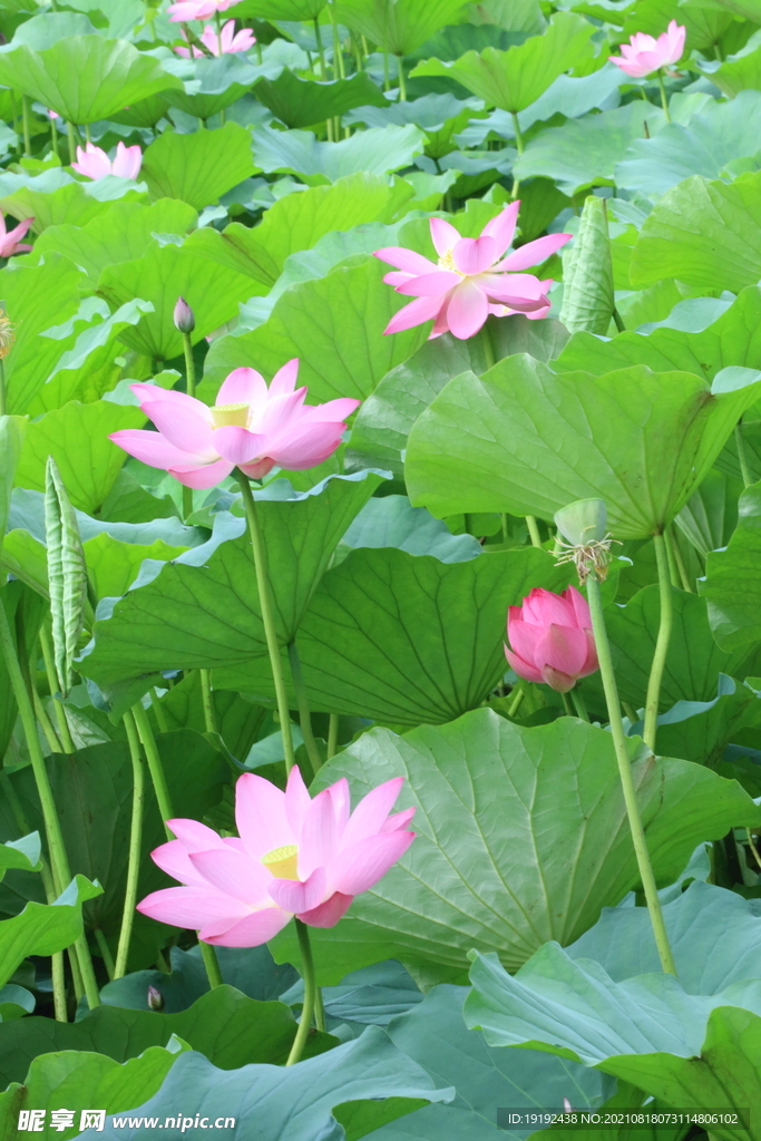 荷花 