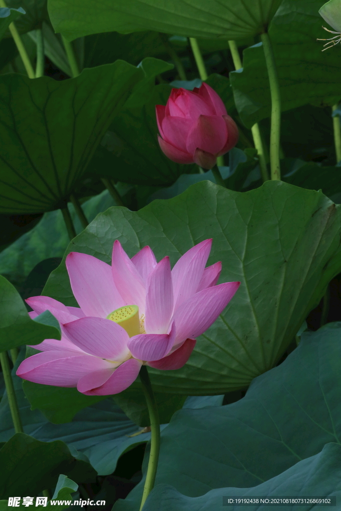 荷花 