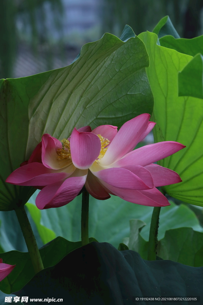 荷花 