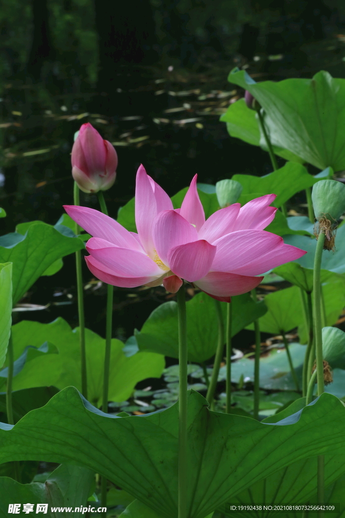 荷花 
