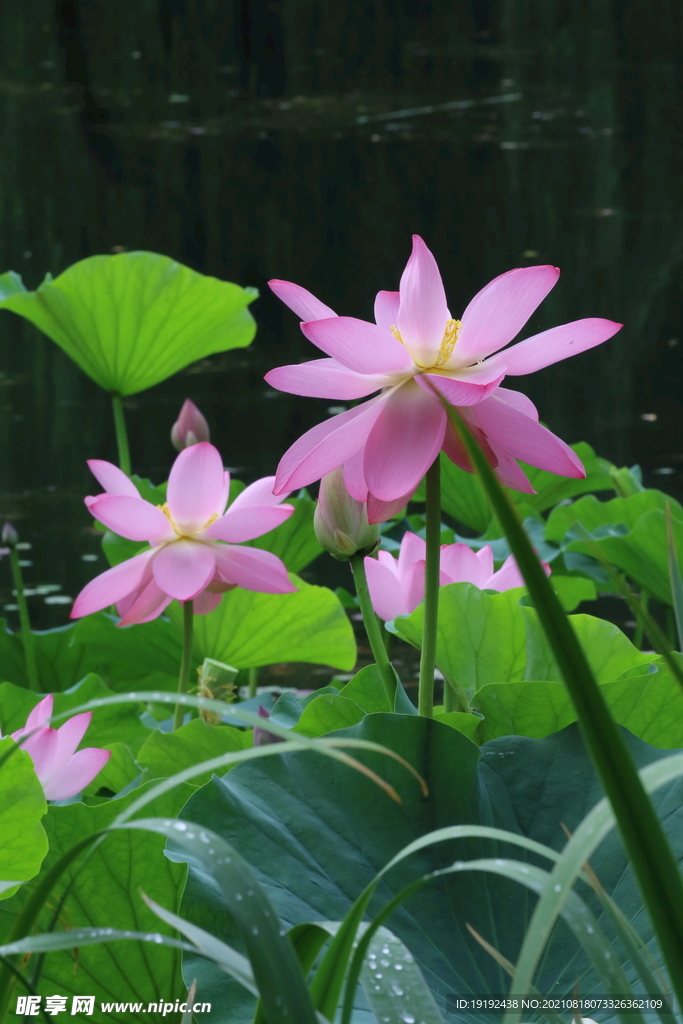 荷花 