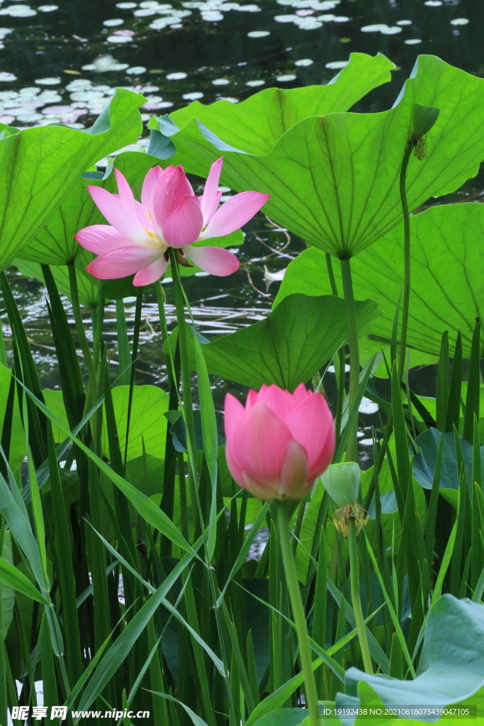 荷花 