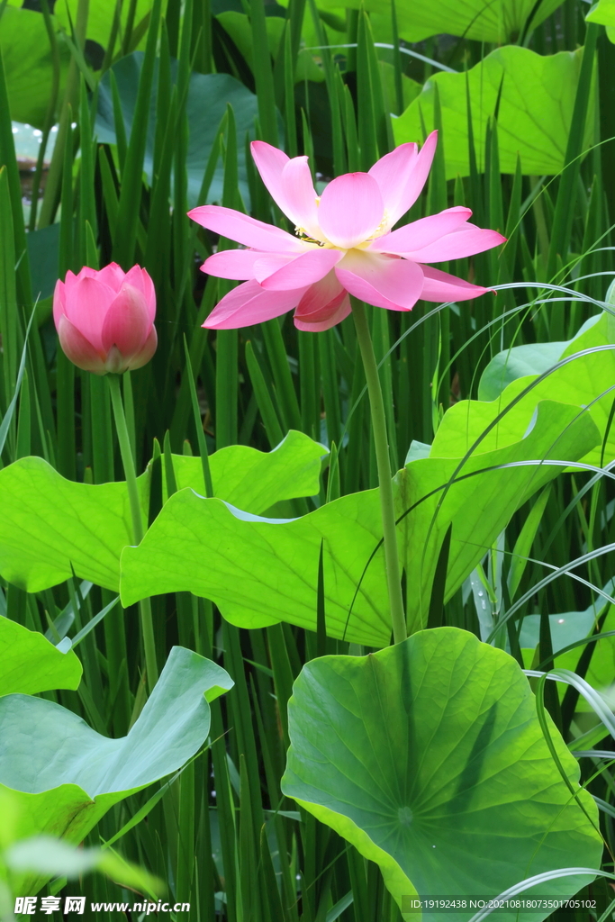 荷花