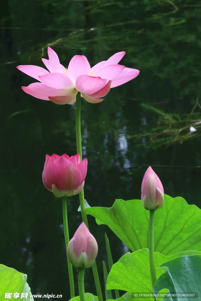 荷花 