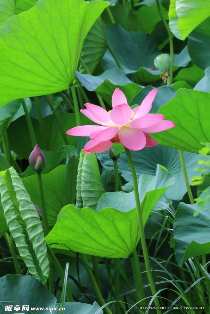荷花 