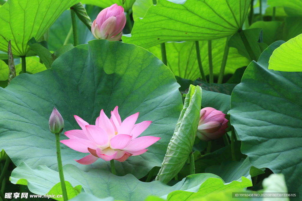 荷花