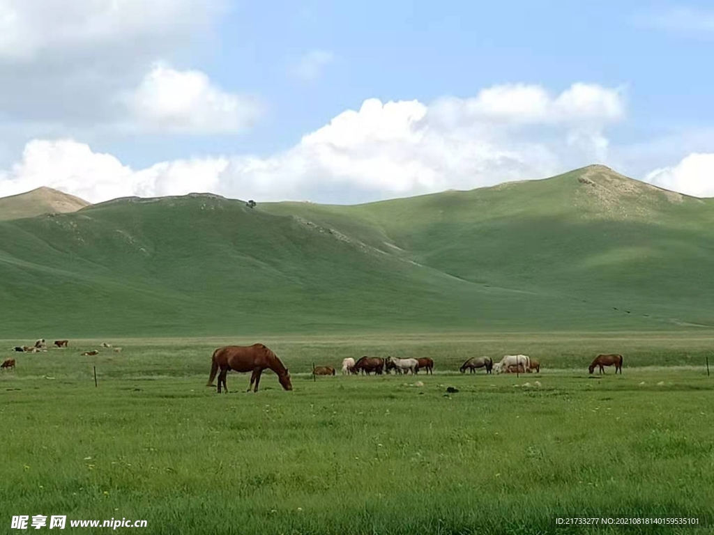 草原牧马