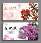 杜鹃花