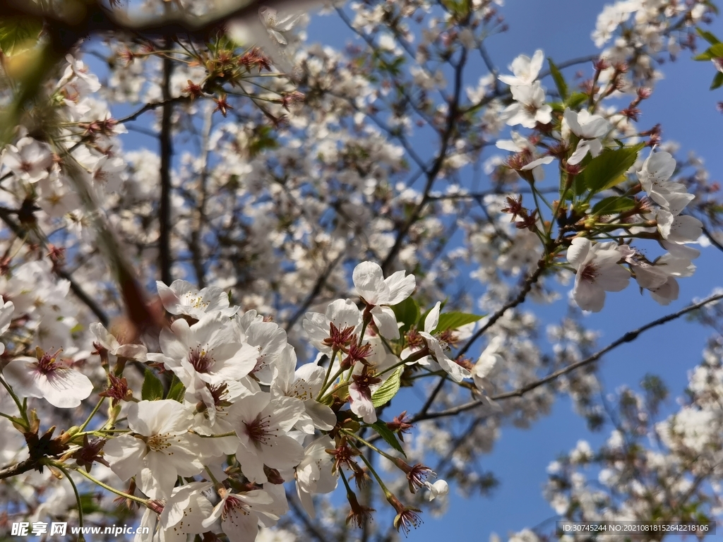 樱花