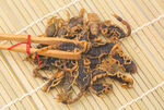 中药材 全蝎