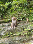 宜昌 三峡人家 猴子