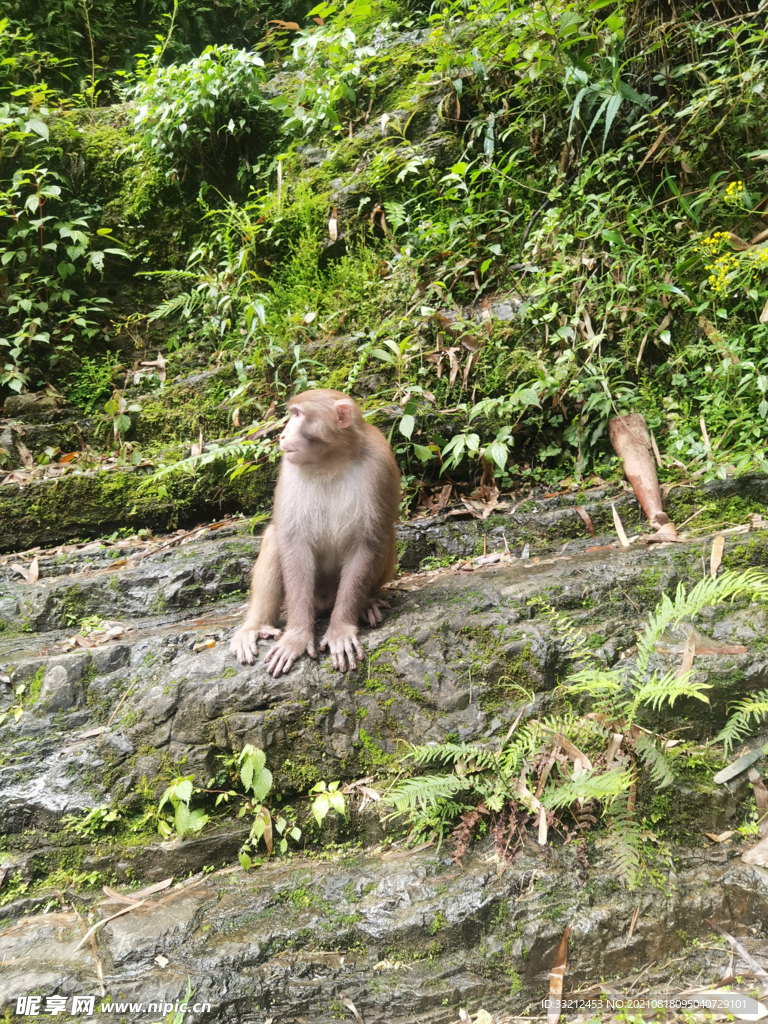 宜昌 三峡人家 猴子