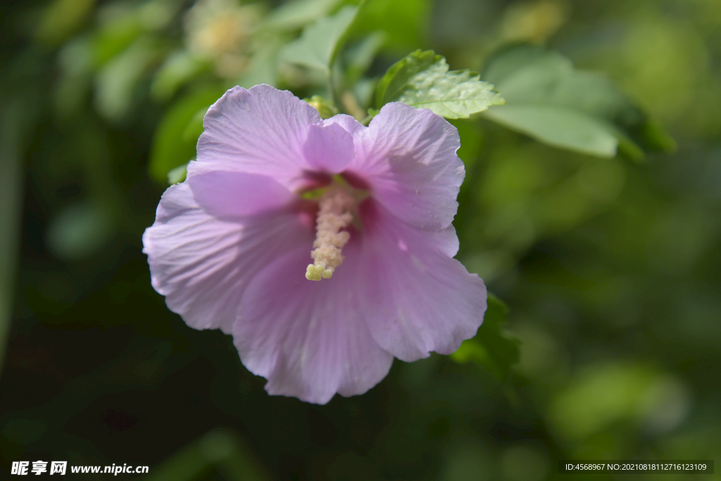 木槿花