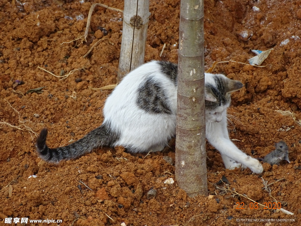 小猫戏老鼠