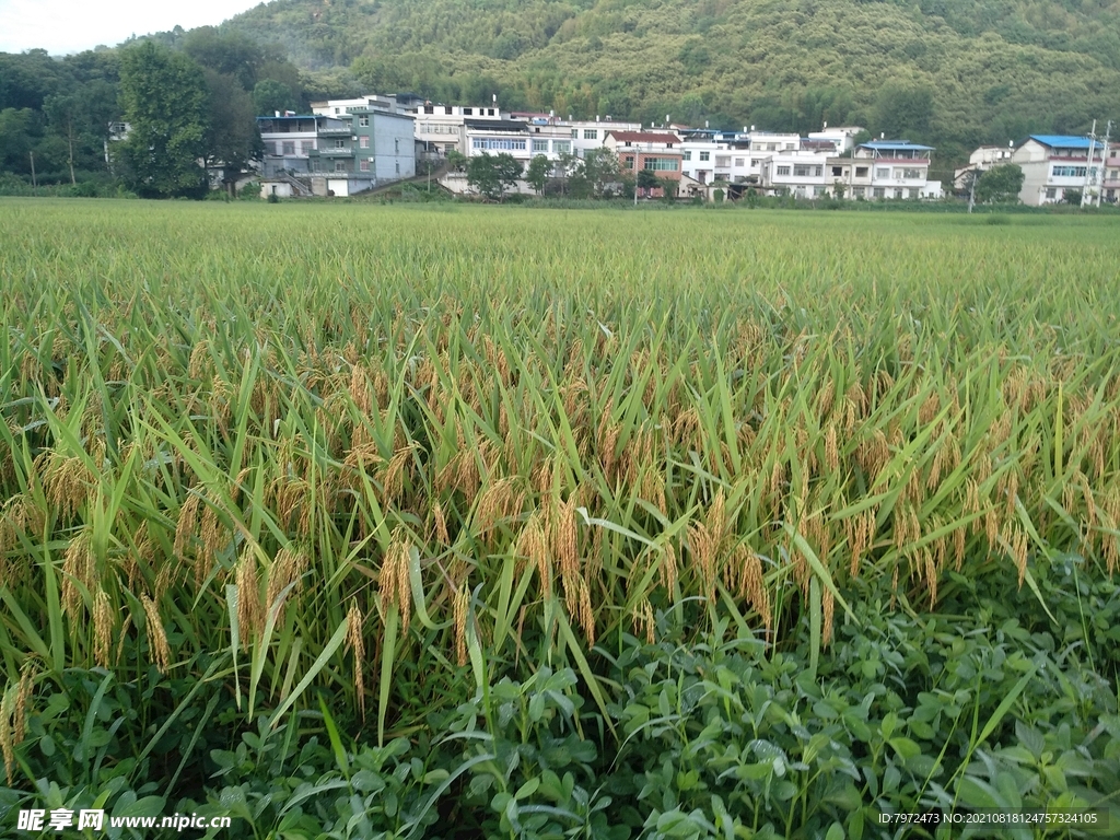 稻田