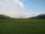 田野